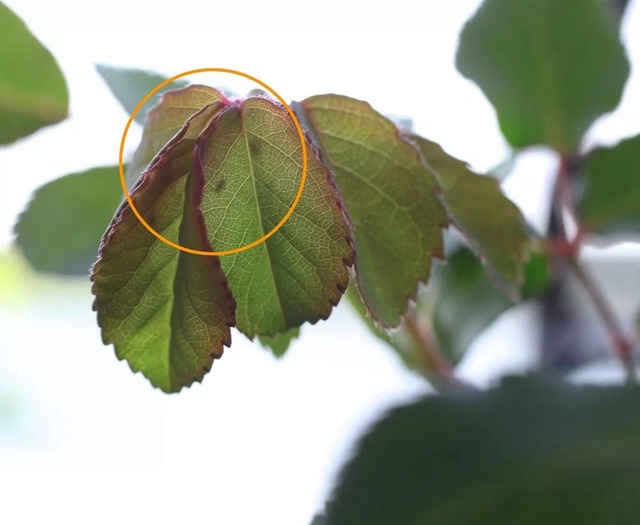 阳台种植藤本月季花柱，从零开始打造实录