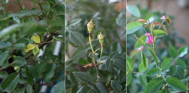 阳台种植藤本月季花柱，从零开始打造实录