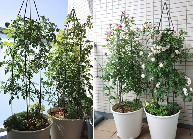 阳台种植藤本月季花柱，从零开始打造实录