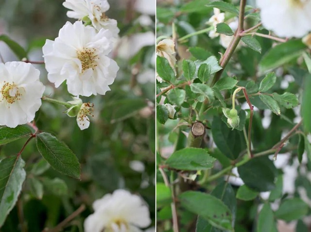 阳台种植藤本月季花柱，从零开始打造实录