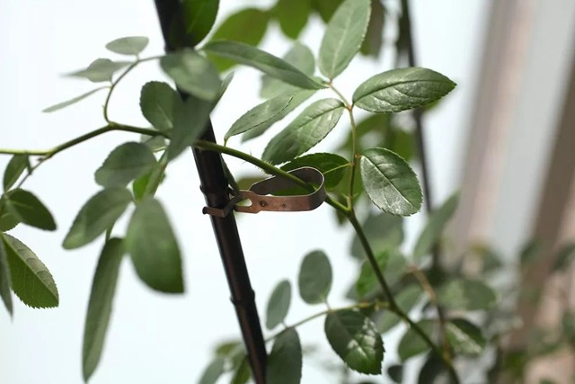 阳台种植藤本月季花柱，从零开始打造实录