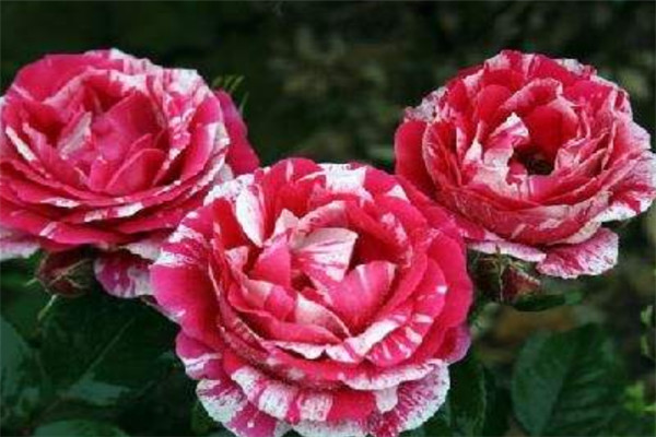 节日礼花
