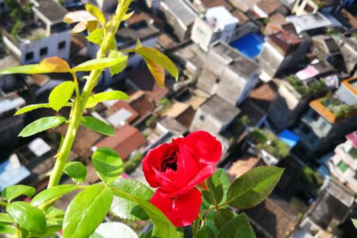 广东阳台上的玫瑰国度的天使