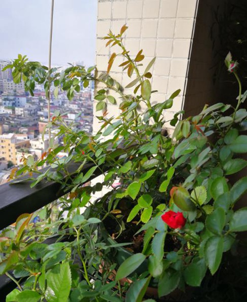 广东阳台上的玫瑰国度的天使