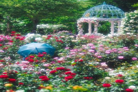 日本京成玫瑰园，拥有近1500个品种的月季基地