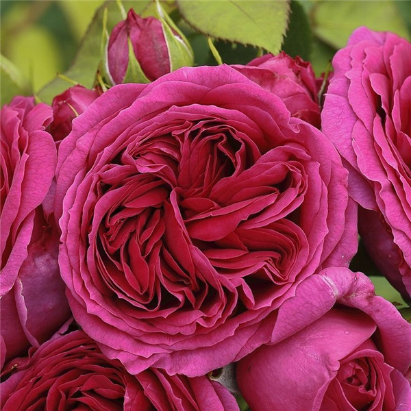 罗米娜(Sophie Luise)-玫瑰品种-藤本月季网