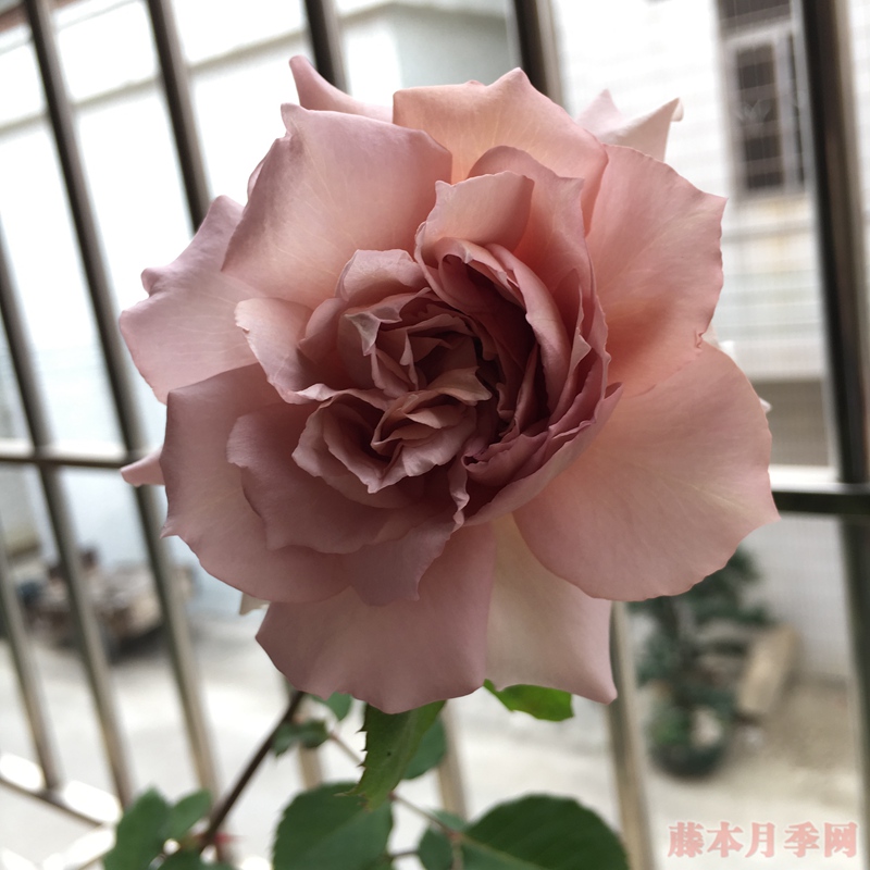 大地天使(亚列尔)