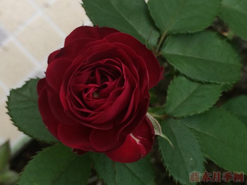 红色蕾丝Red Lace