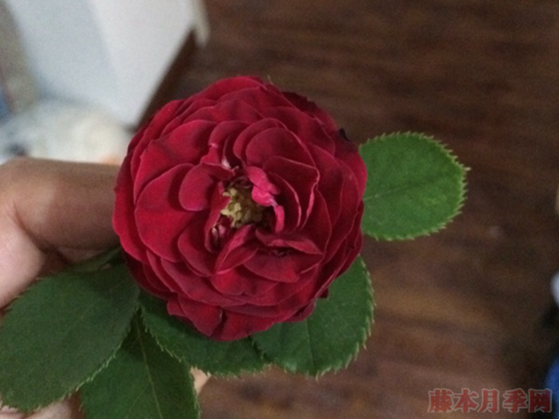 红色蕾丝Red Lace