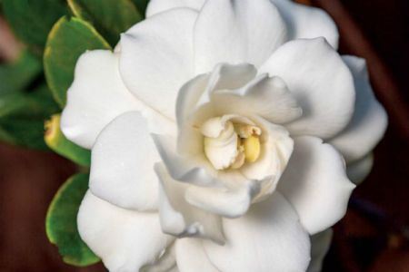 栀子花(Gardenia)