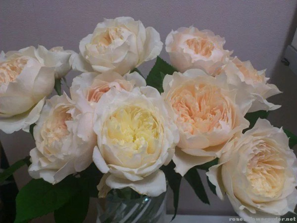 白桃冻糕White Peach Sorbet