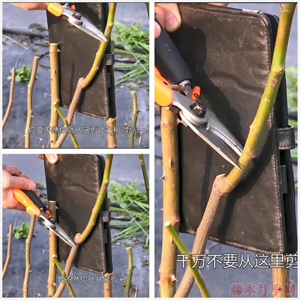 冬剪丰花月季修剪注意事项