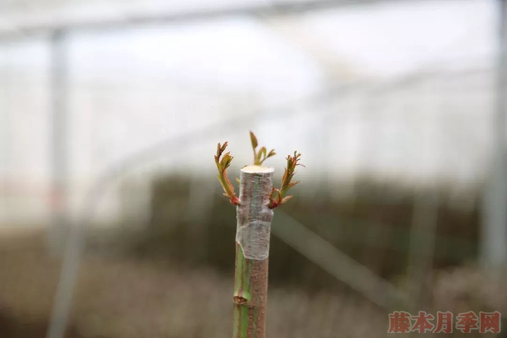 月季嫁接苗好来还是扦插苗好？