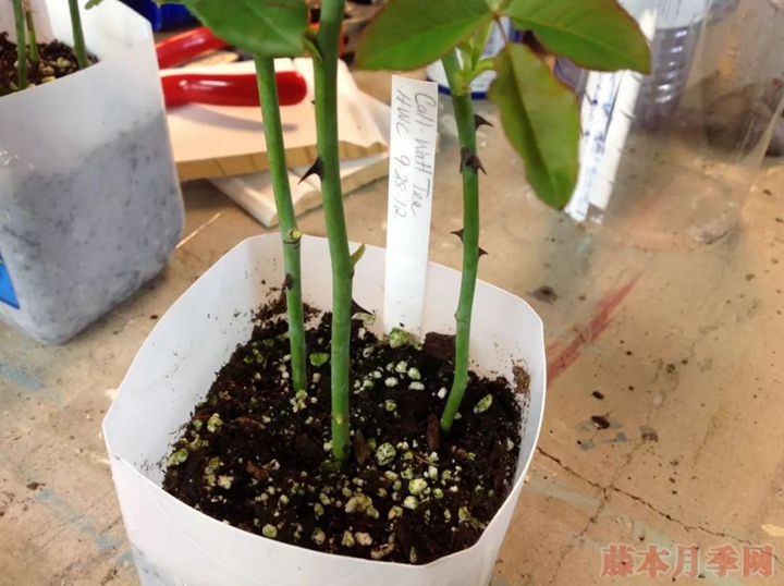月季嫁接苗好来还是扦插苗好？