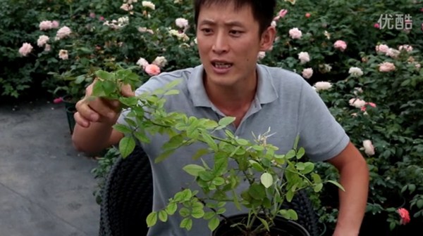 月季缺镁有哪些症状，怎么补？