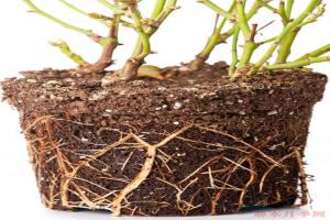 月季移栽要不要洗根，要不要蘸生根粉？