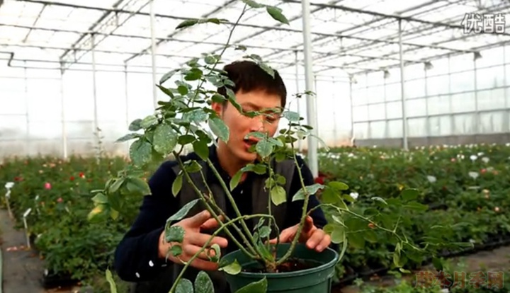 大花月季,丰花月季,微型月季的冬季修剪