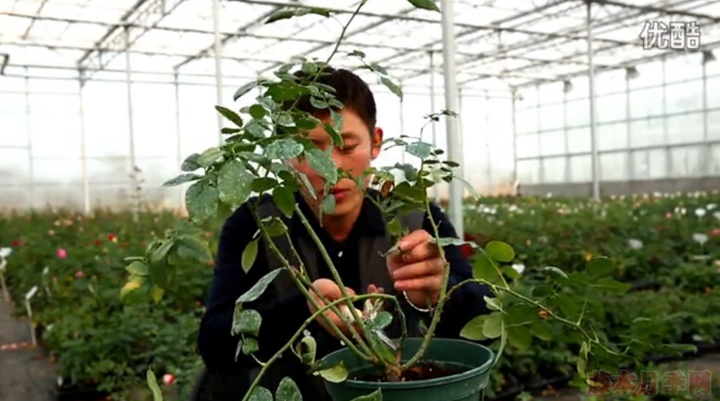大花月季,丰花月季,微型月季的冬季修剪