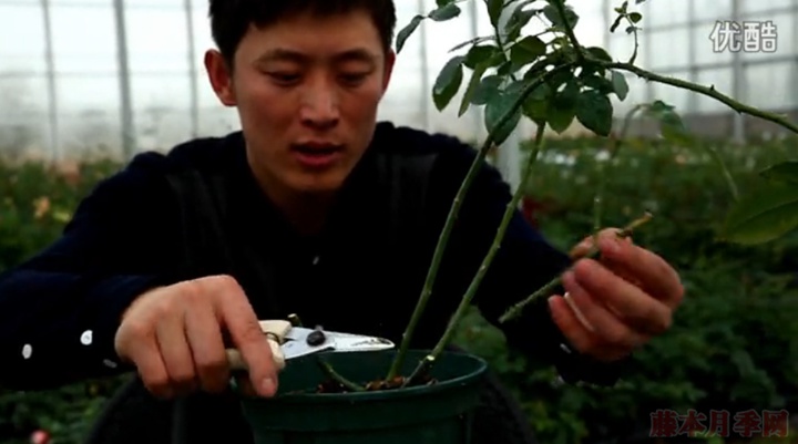 大花月季,丰花月季,微型月季的冬季修剪