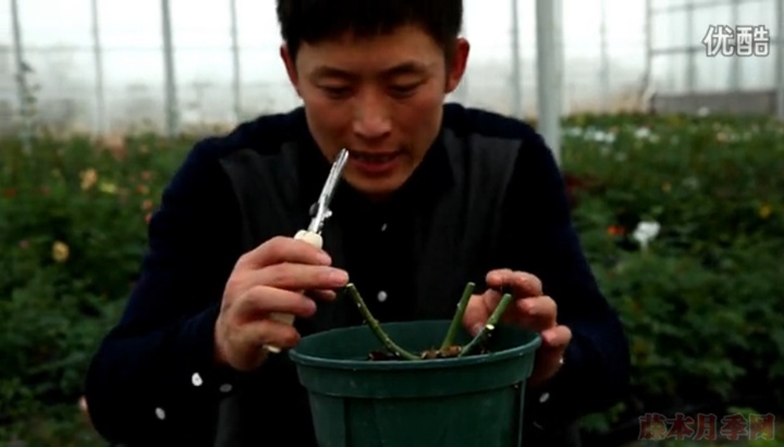 大花月季,丰花月季,微型月季的冬季修剪