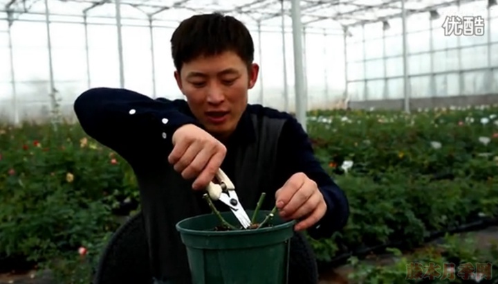 大花月季,丰花月季,微型月季的冬季修剪