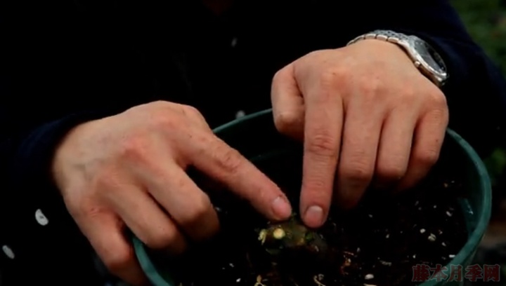 大花月季,丰花月季,微型月季的冬季修剪