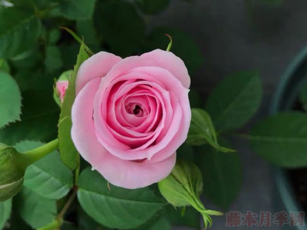 火烈鸟宝石Flamingo Jewel