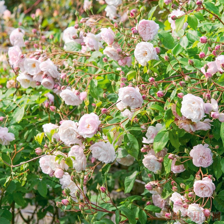 粉红怒塞特 Blush Noisette