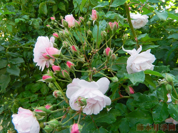 粉红怒塞特 Blush Noisette