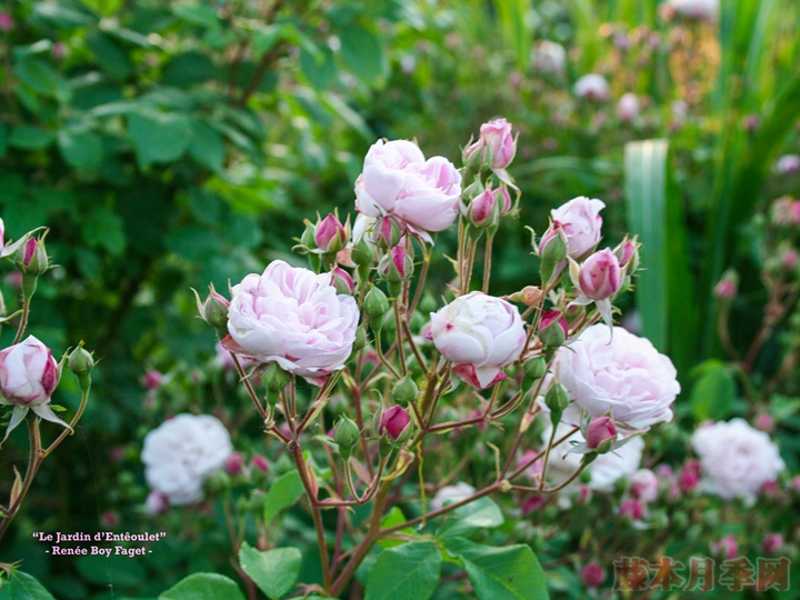 粉红怒塞特 Blush Noisette