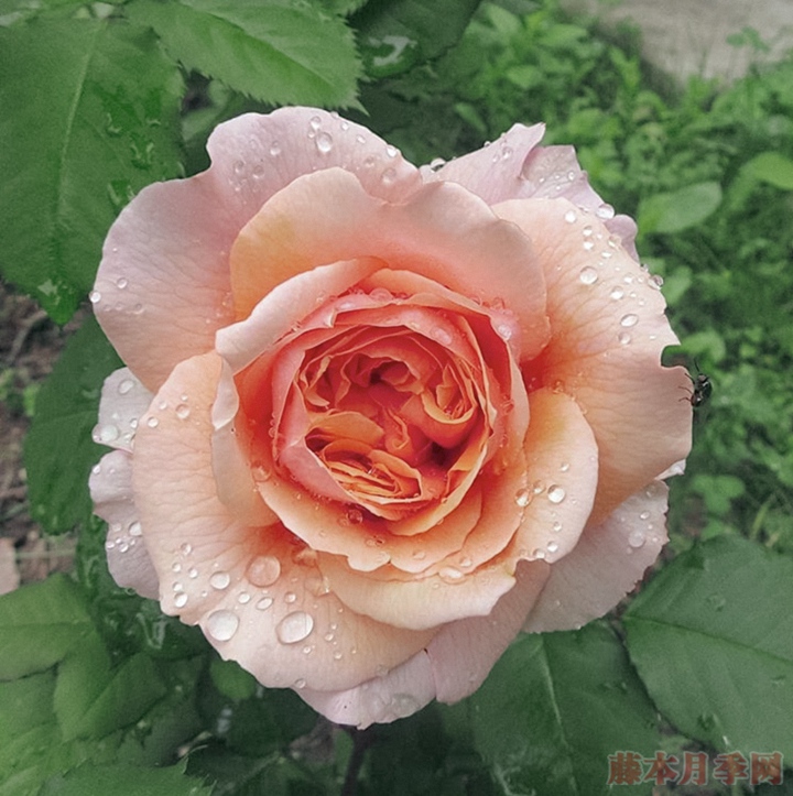 维尔西尼 Versigny