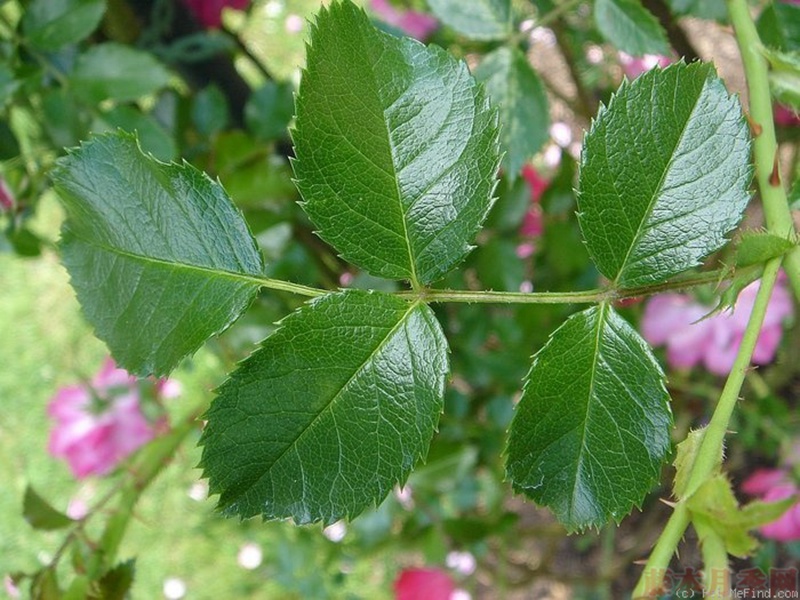 1582528294835694.jpg 17.jpg