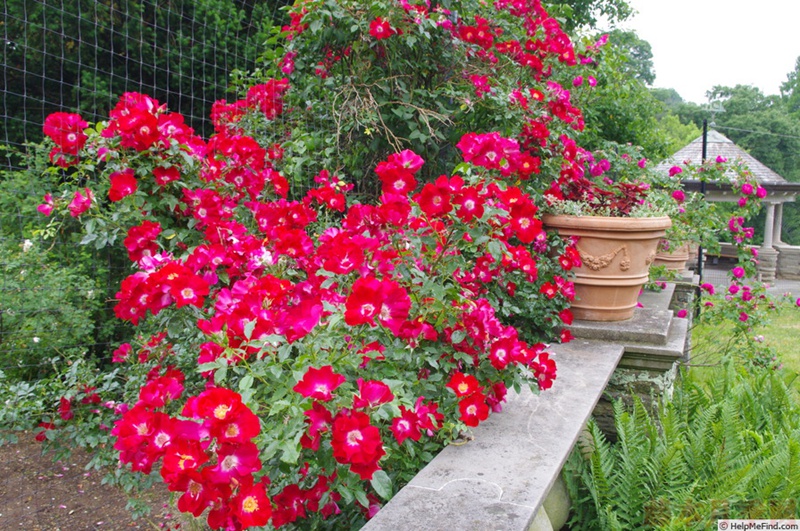 1582528305247778.jpg 18.jpg