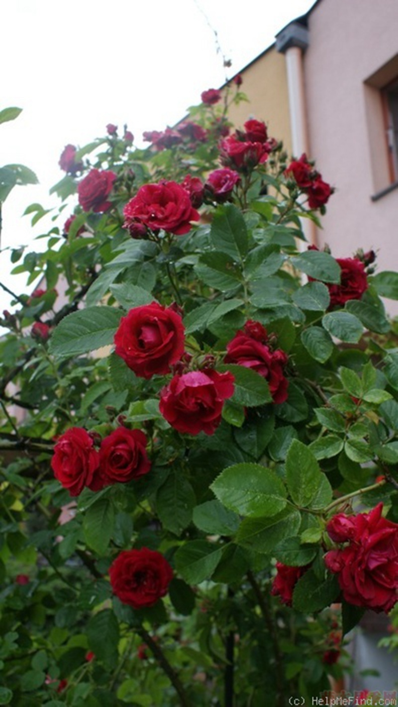 1582528312627901.jpg 19.jpg