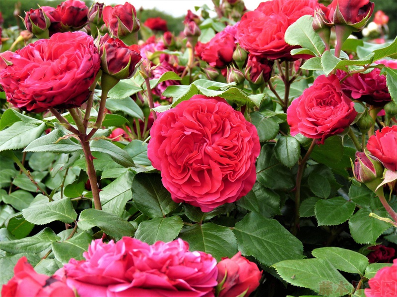 1582528321951180.jpg 20.jpg