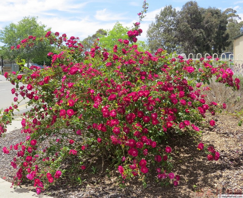 1582528339553671.jpg 22.jpg