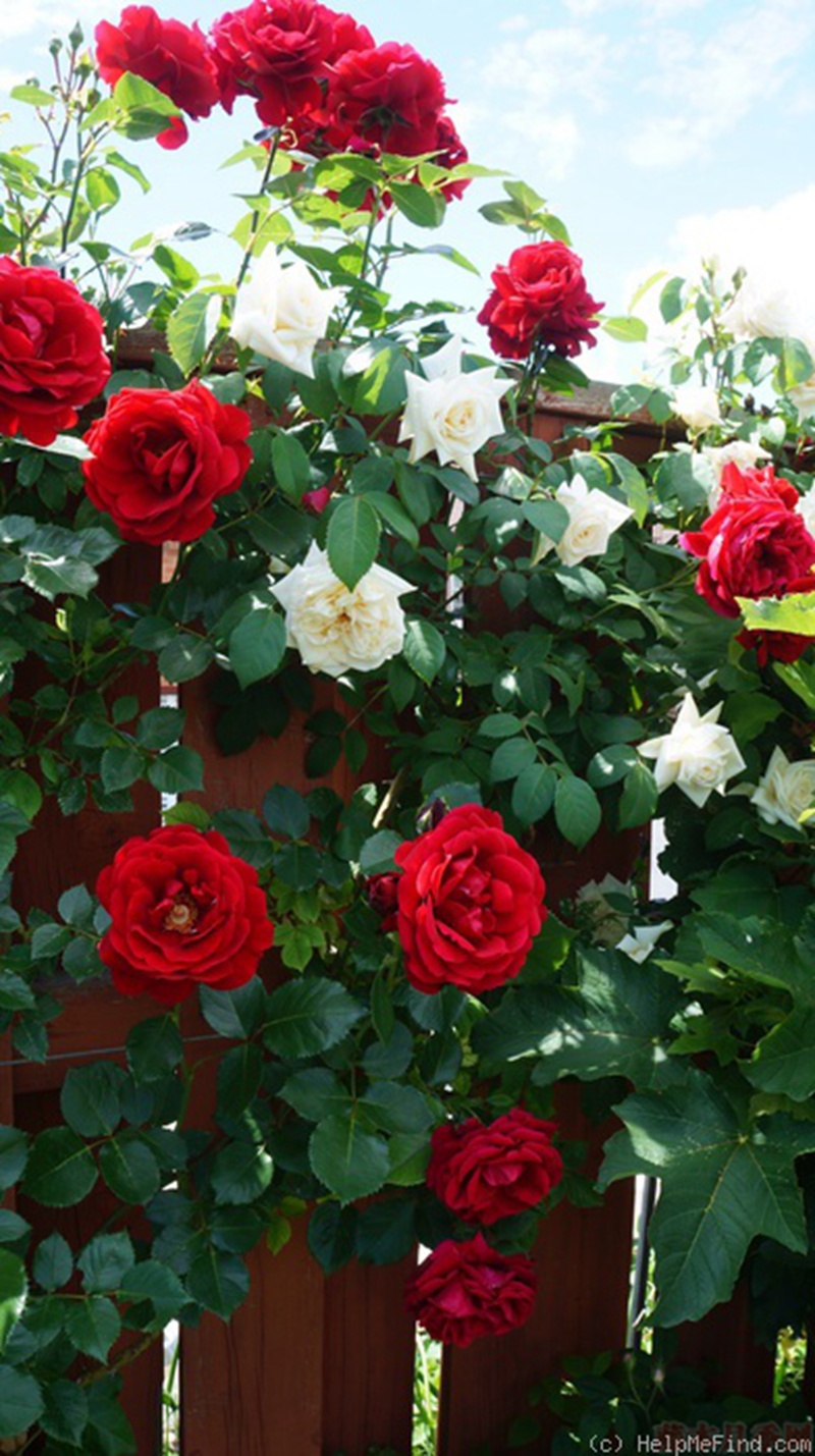 1582528354719294.jpg 24.jpg