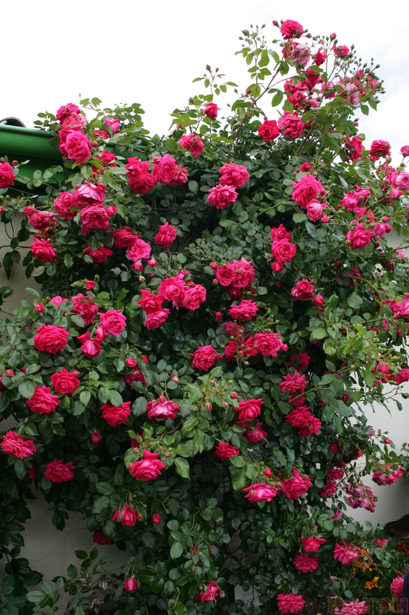 1582528371396695.jpg 26.jpg