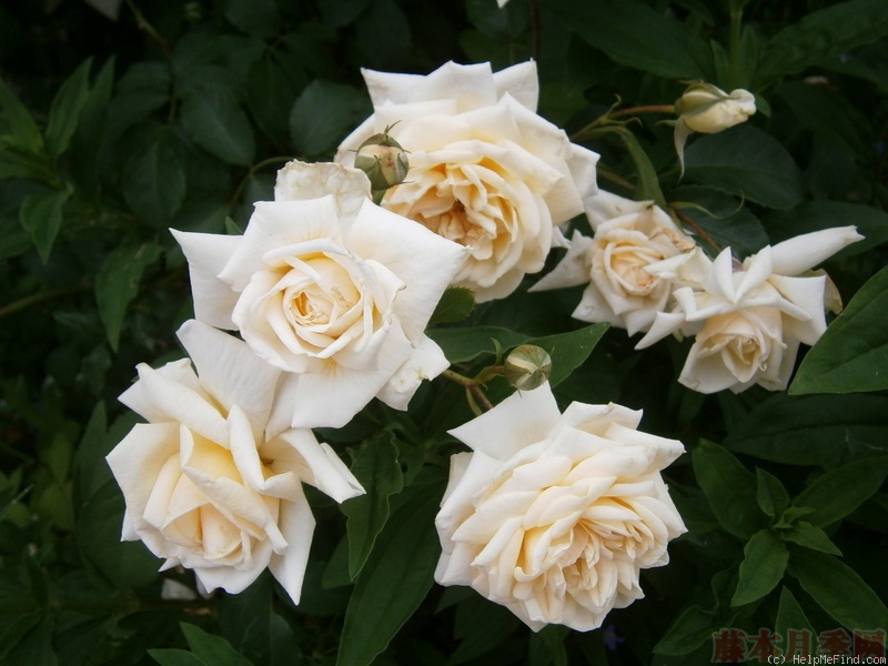 1582528400809776.jpg 30.jpg