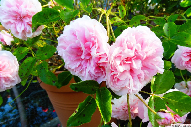 1582528419548786.jpg 32.jpg