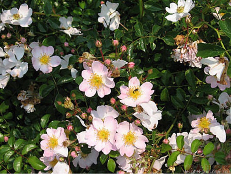 1582528426580450.jpg 33.jpg