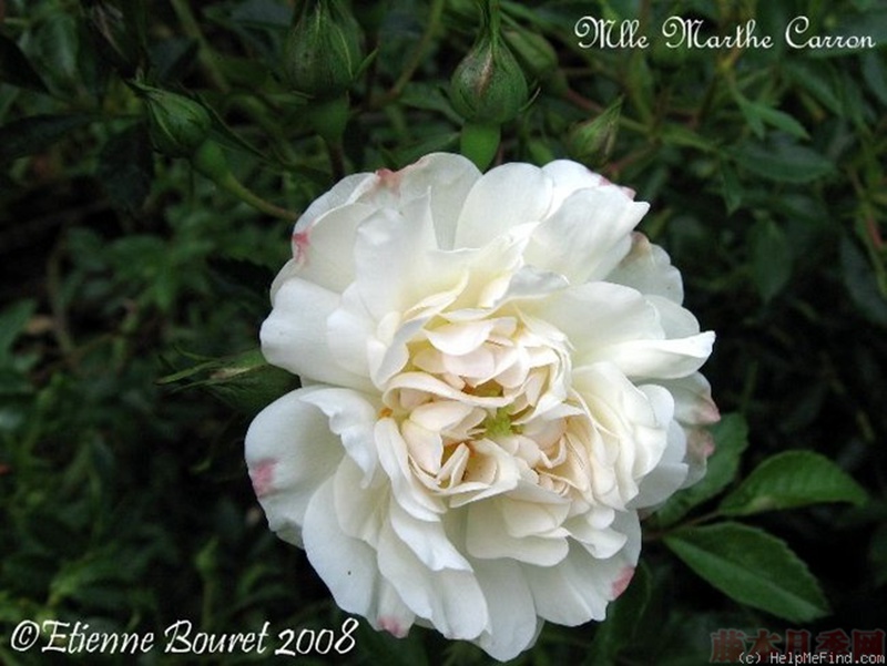 1582528439596517.jpg 34.jpg