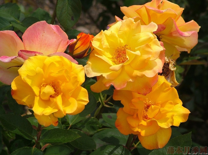 1582528460273001.jpg 37.jpg