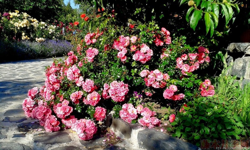 1582528466883624.jpg 38.jpg