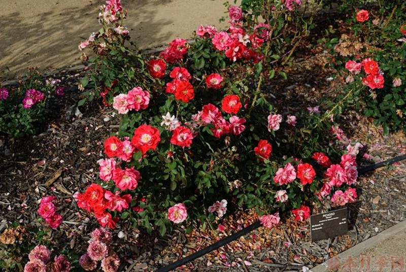 1582528473720036.jpg 39.jpg