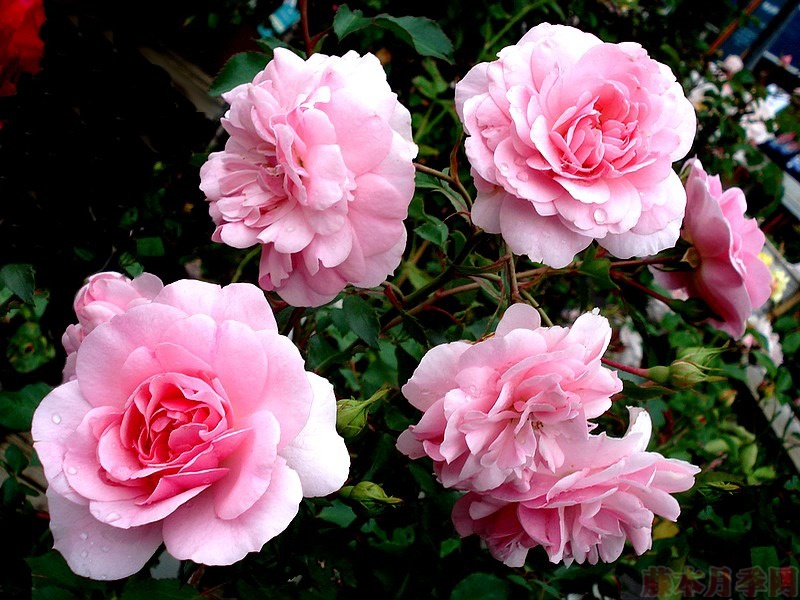 1582528480103224.jpg 40.jpg