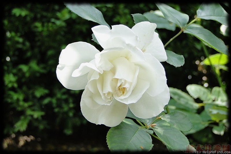 1582528500859554.jpg 41.jpg