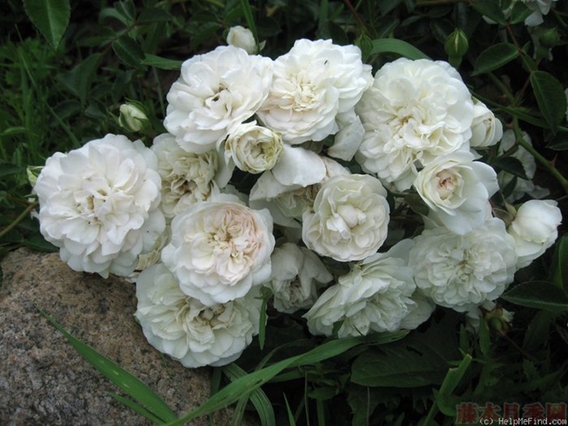 1582528507349717.jpg 42.jpg