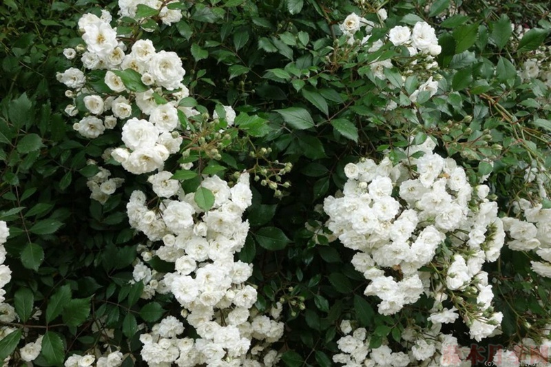 1582528521893462.jpg 43.jpg