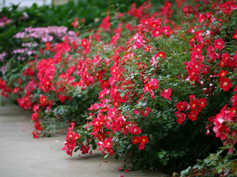 1582528533781491.jpg 44.jpg